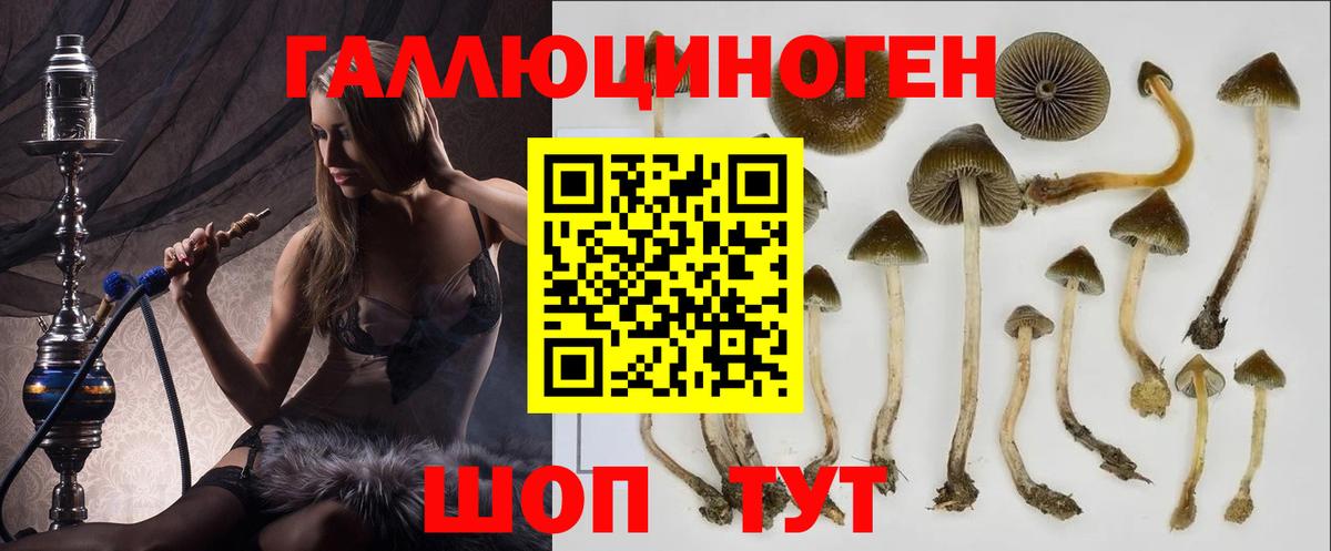 Тихорецк  купить наркотик  Галлюциногенные грибы Psilocybe  Вход с VPN  Галлюциногенные грибы ЛСД 